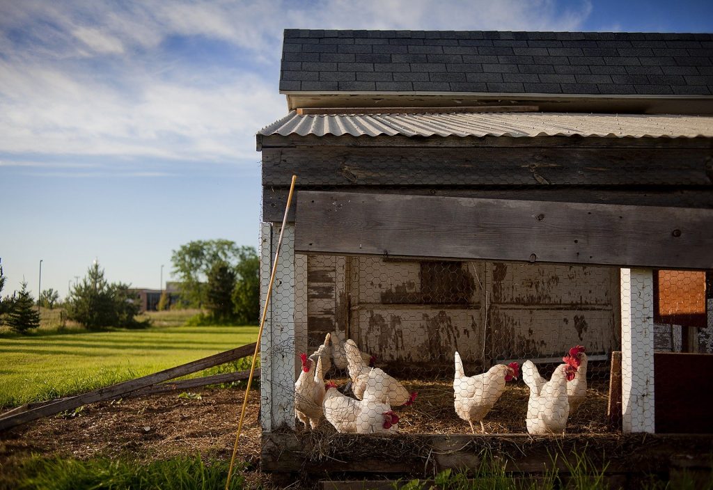 Are Amish Built Chicken Coops Worth The Cost Find Out Now