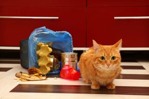Best Kitchen Garbage Cans To Avoid Cat Messes